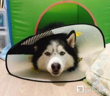 _拉布拉多吞下价值14万元的钻石，网友：太识货！_拉布拉多吞下价值14万元的钻石，网友：太识货！