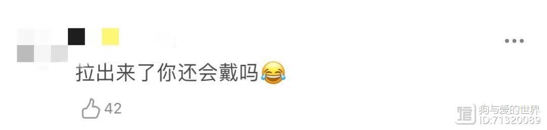 拉布拉多吞下价值14万元的钻石，网友：太识货！__拉布拉多吞下价值14万元的钻石，网友：太识货！