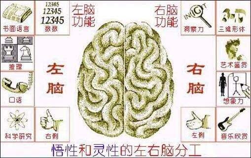 _人体大脑小说_人体奥秘大脑