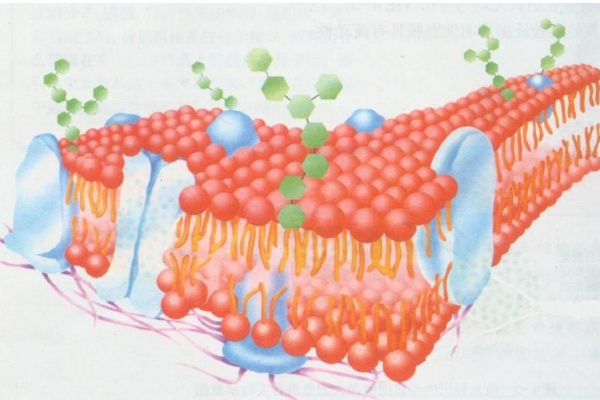 细胞膜三个功能高中生物