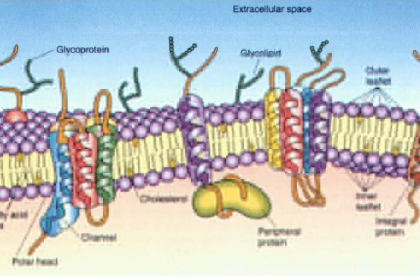 细胞膜三个功能高中生物