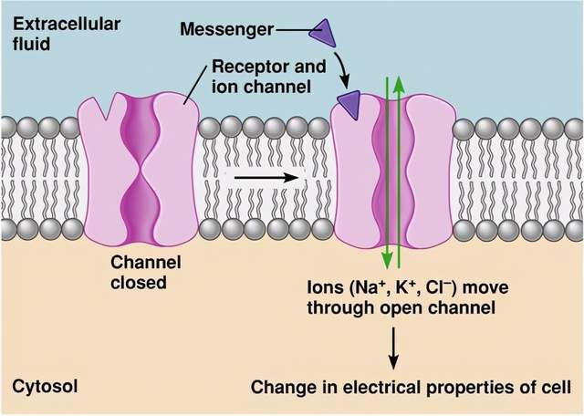 生物考研|细胞生物学知识点12：细胞质膜的结构模型与基本成分