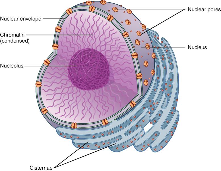 生物考研|细胞生物学知识点12：细胞质膜的结构模型与基本成分