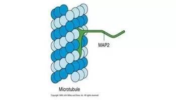 细胞膜蛋白及其功能