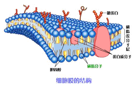 高中生物新教材细胞的基本结构知识点