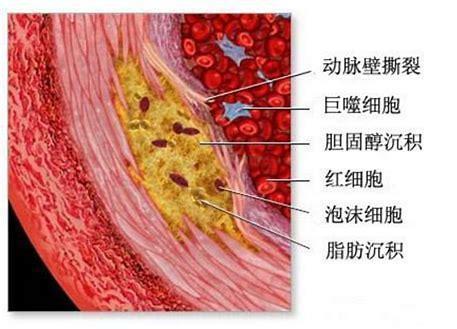细胞质膜及其表面结构
