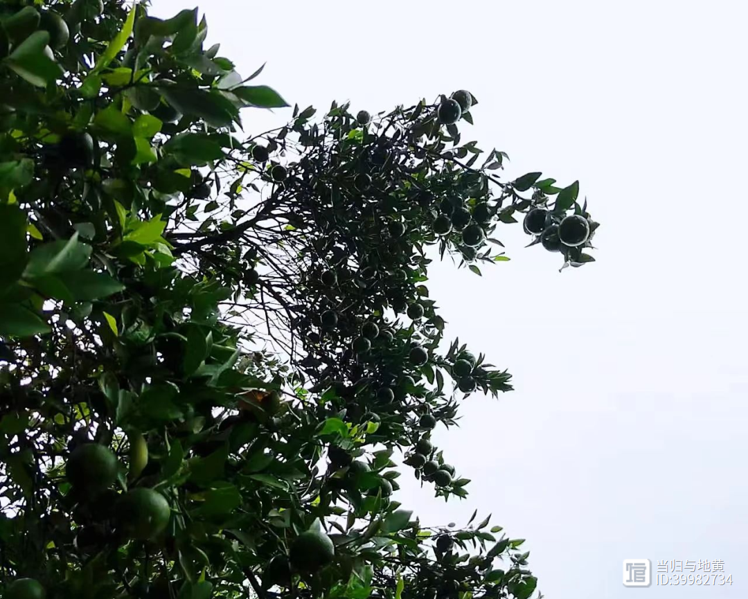 肢体麻木疼痛鉴别诊断__肢体麻木治疗药物