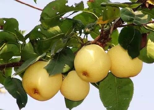 _水果的收藏_用途收藏水果收集方法