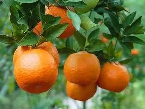 用途收藏水果收集方法__水果的收藏
