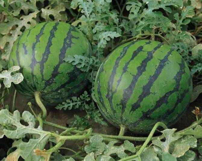 用途收藏水果收集方法_水果的收藏_
