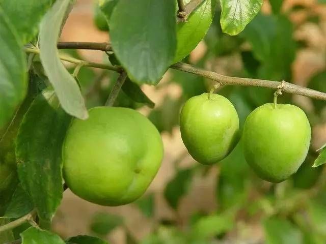_水果的收藏_用途收藏水果收集方法