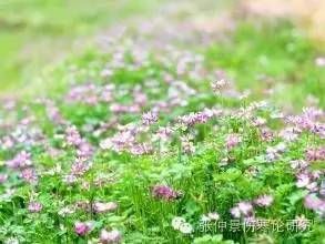 _伤寒论治失眠方子有哪些_失眠伤寒论经方