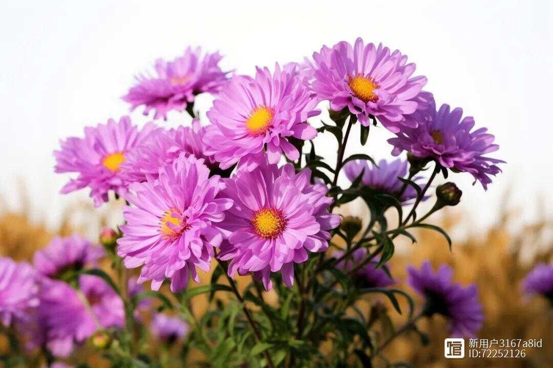 _菊花细长的花瓣像什么_菊花又细又长怎么办