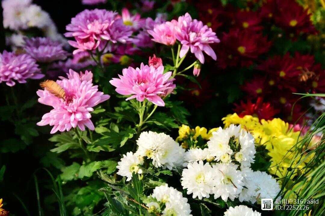 菊花又细又长怎么办__菊花细长的花瓣像什么