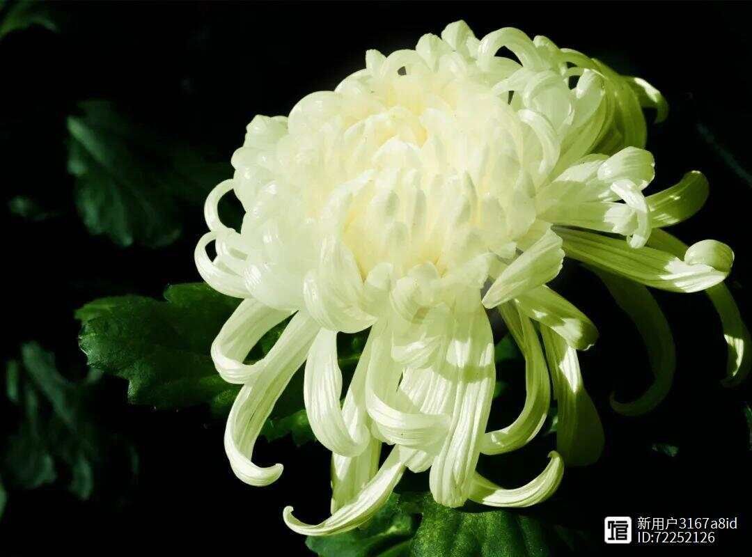 菊花又细又长怎么办__菊花细长的花瓣像什么