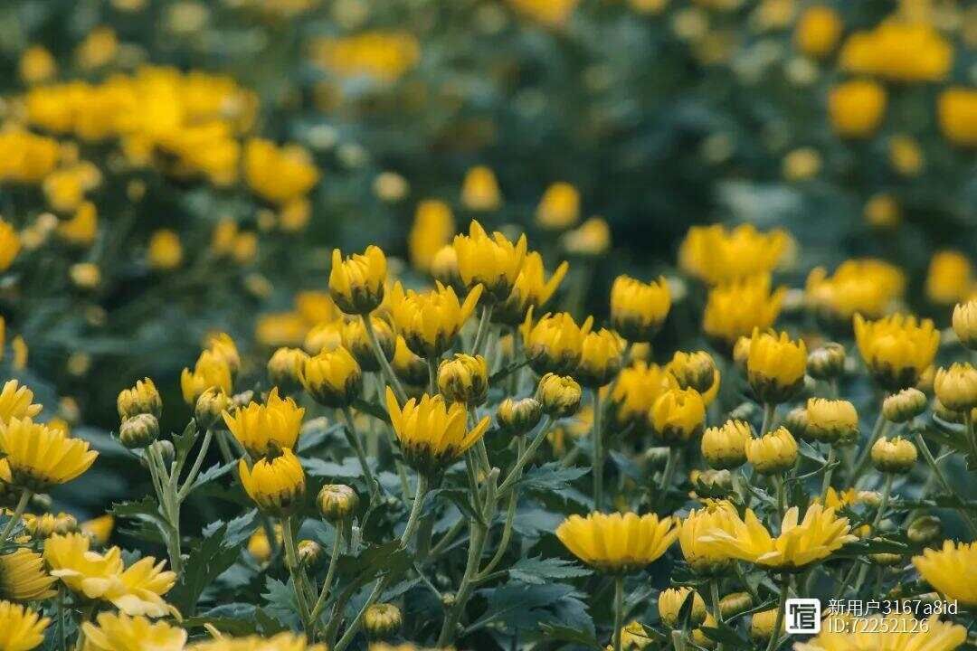 _菊花细长的花瓣像什么_菊花又细又长怎么办