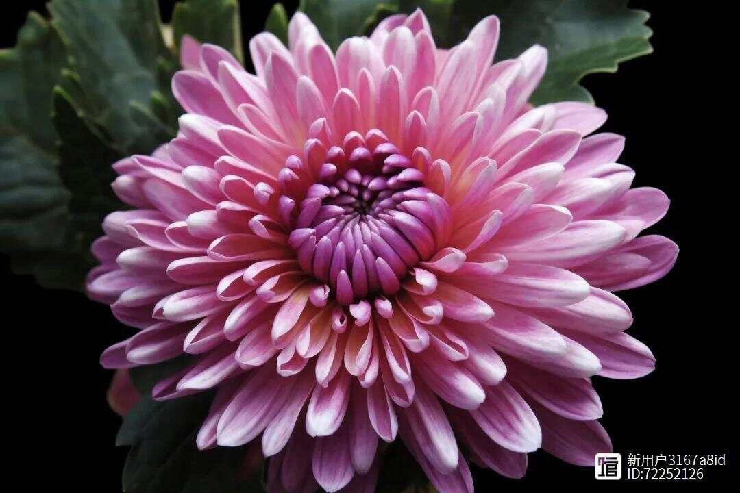 菊花又细又长怎么办__菊花细长的花瓣像什么