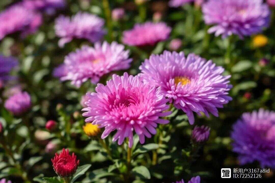 _菊花细长的花瓣像什么_菊花又细又长怎么办