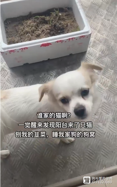 猫咪蹭毛_猫咪蹭毛器_