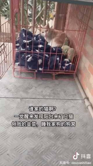 _猫咪蹭毛器_猫咪蹭毛
