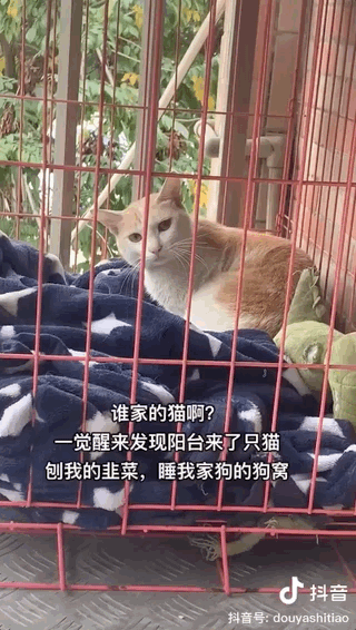 猫咪蹭毛_猫咪蹭毛器_