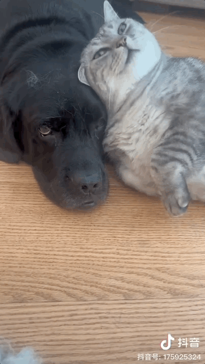 _猫咪蹭毛器_猫咪蹭毛