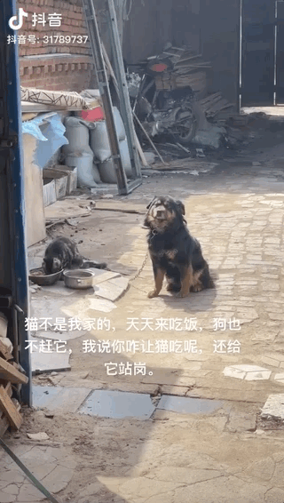 猫咪蹭毛器__猫咪蹭毛