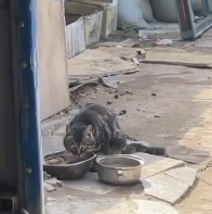 猫咪蹭毛器__猫咪蹭毛