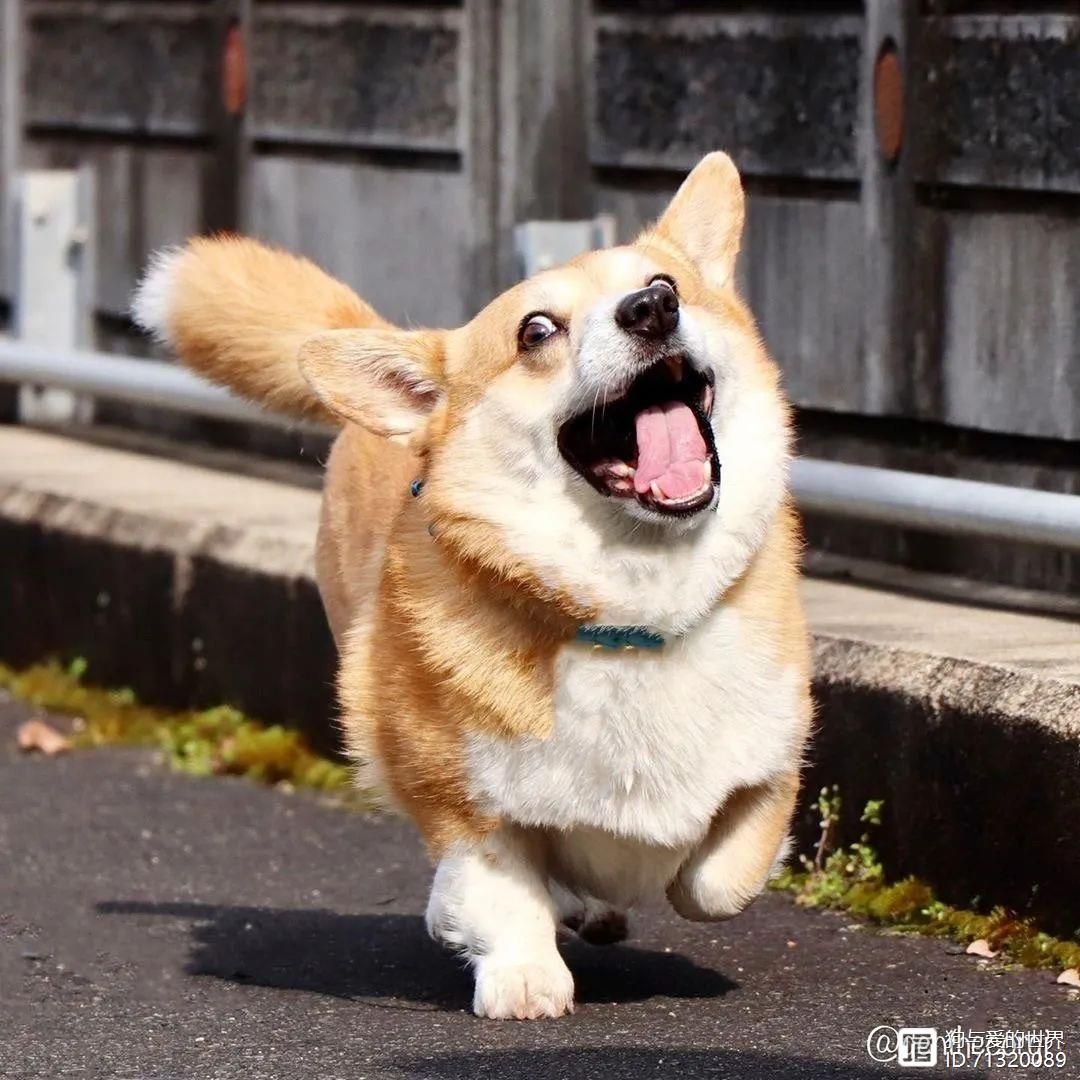_狗狗行走动作分解图_狗狗走路动图