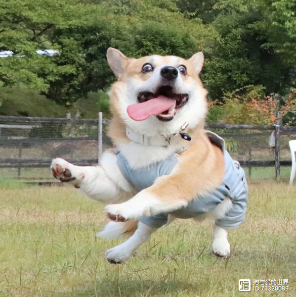 狗狗行走动作分解图__狗狗走路动图