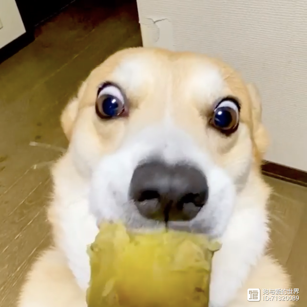 狗狗走路动图_狗狗行走动作分解图_