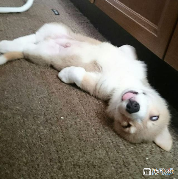 狗狗走路动图__狗狗行走动作分解图