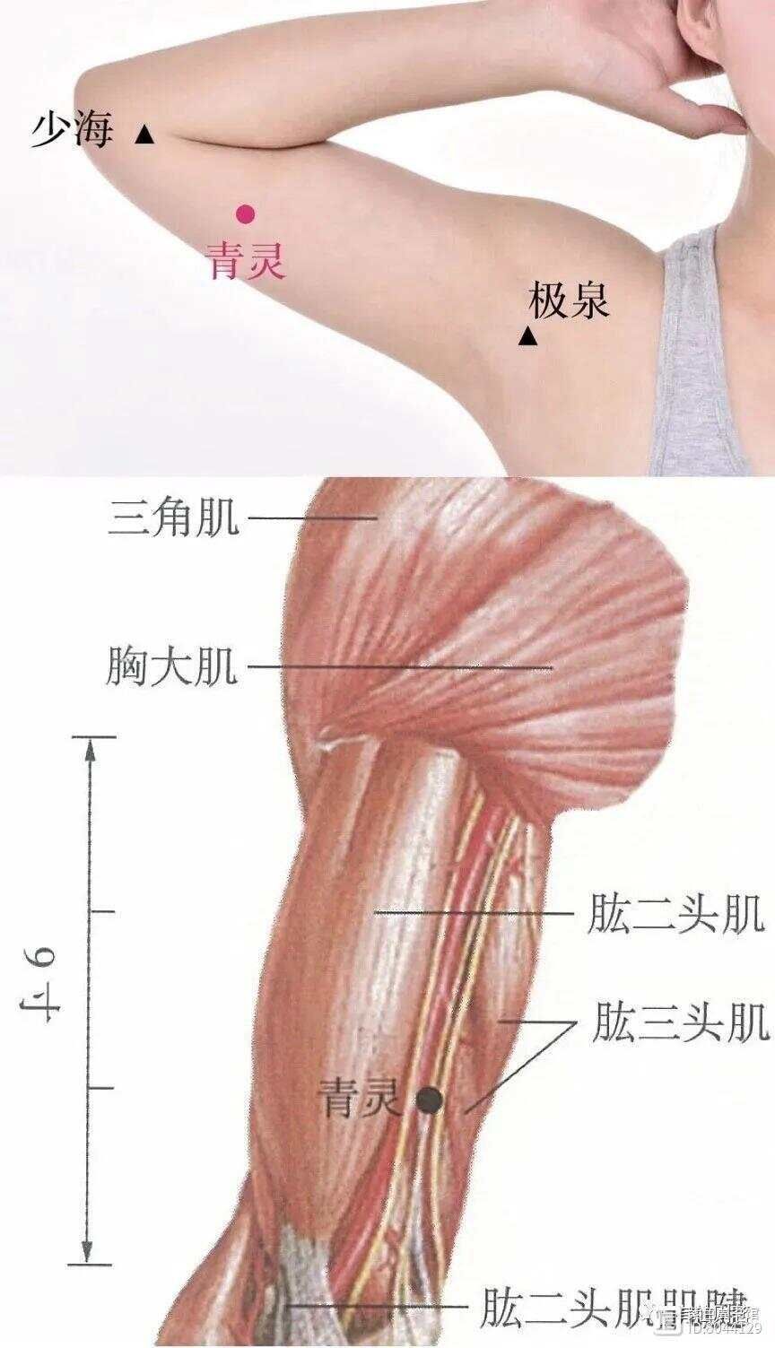 手少阴心经的络脉是__手少阴心经经别