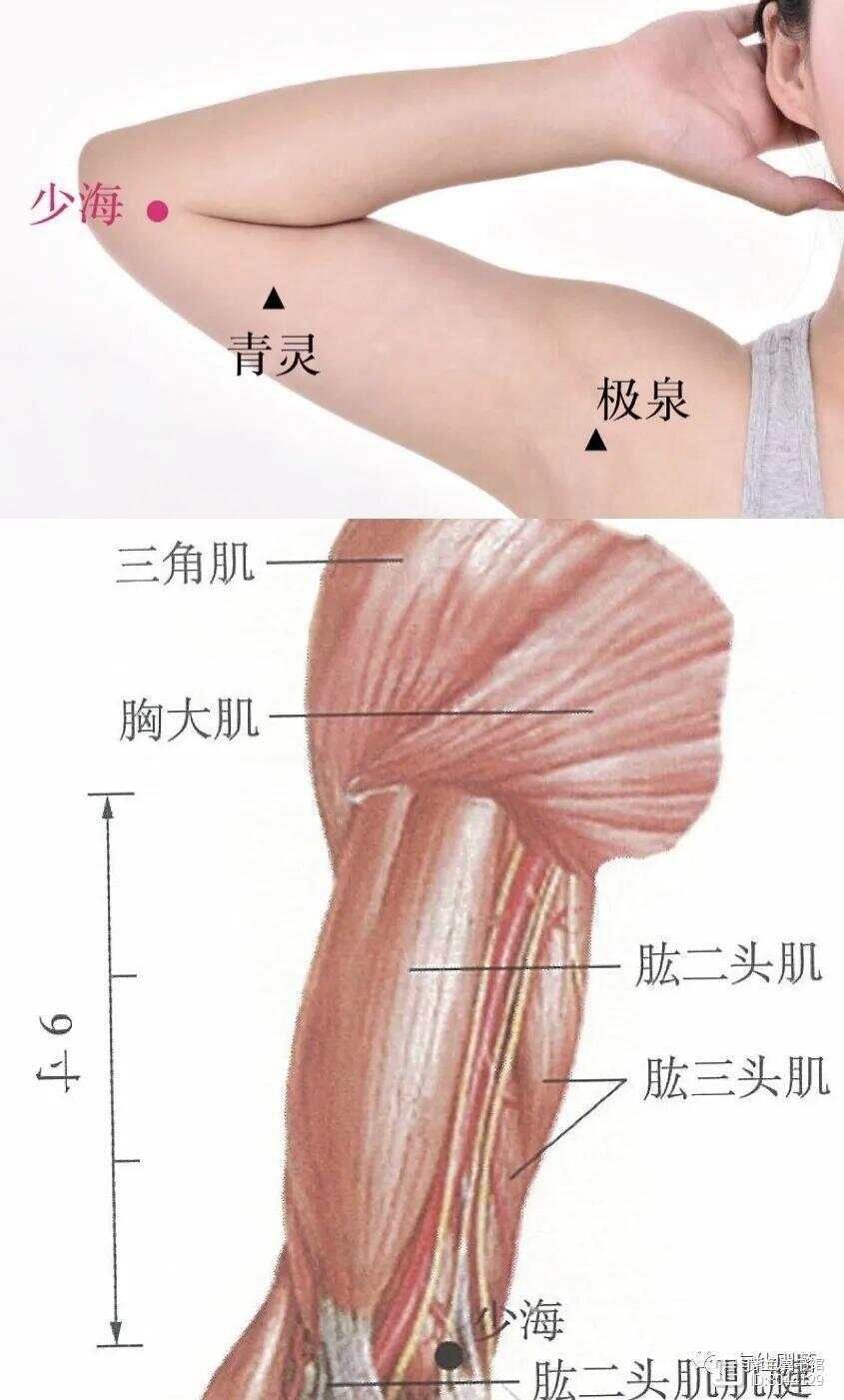 手少阴心经经别__手少阴心经的络脉是