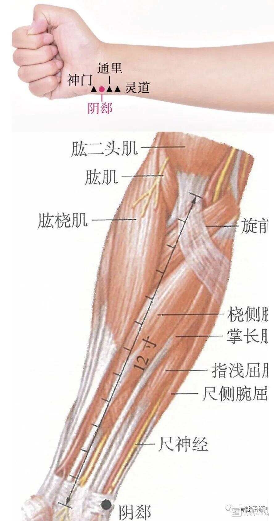 手少阴心经经别__手少阴心经的络脉是