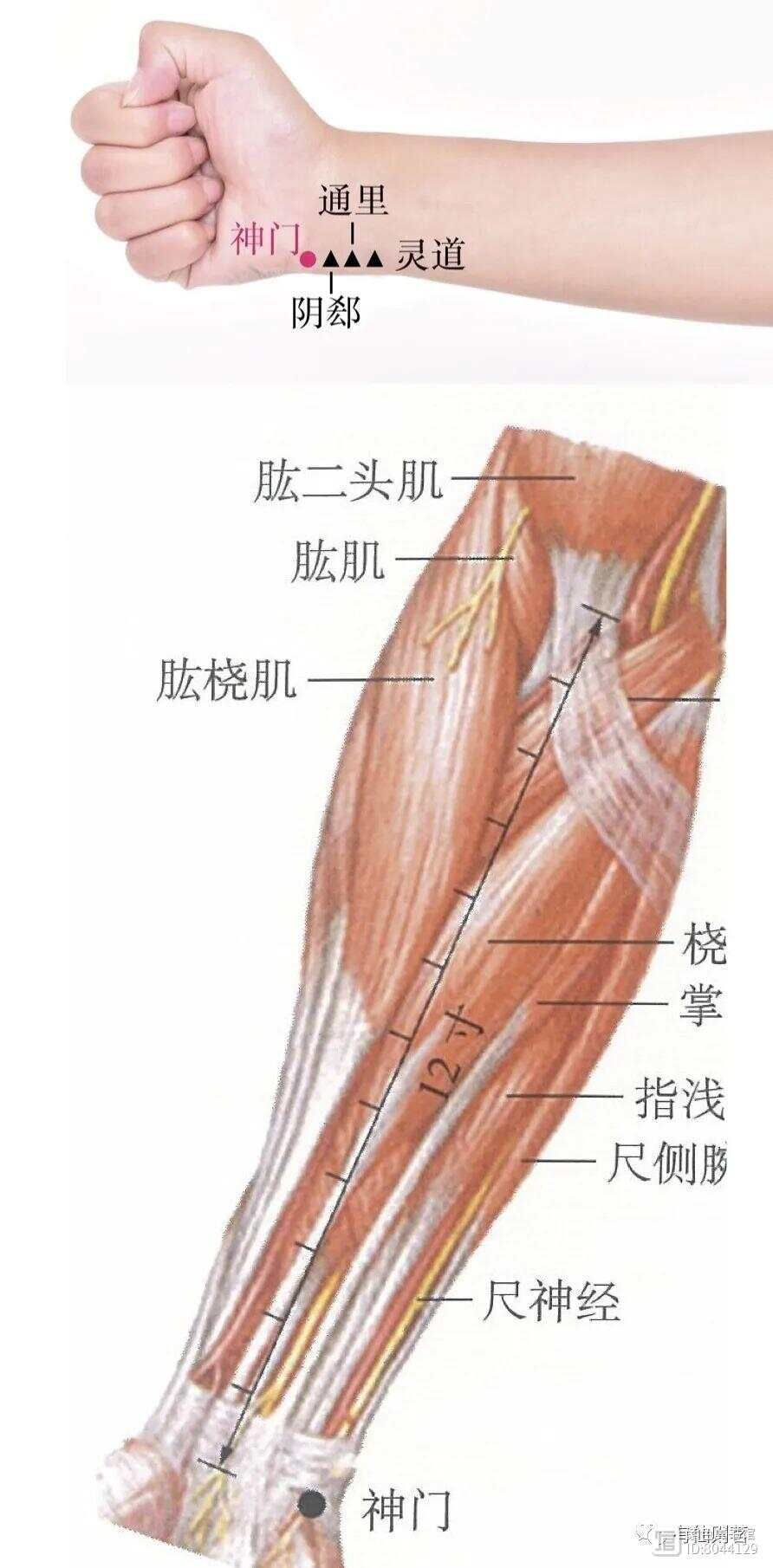 _手少阴心经经别_手少阴心经的络脉是