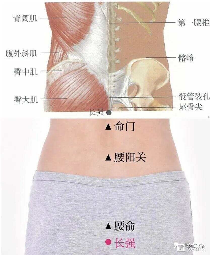 _督脉西医叫什么_督脉别络的分布