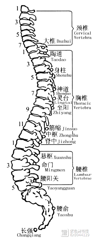 督脉西医叫什么_督脉别络的分布_
