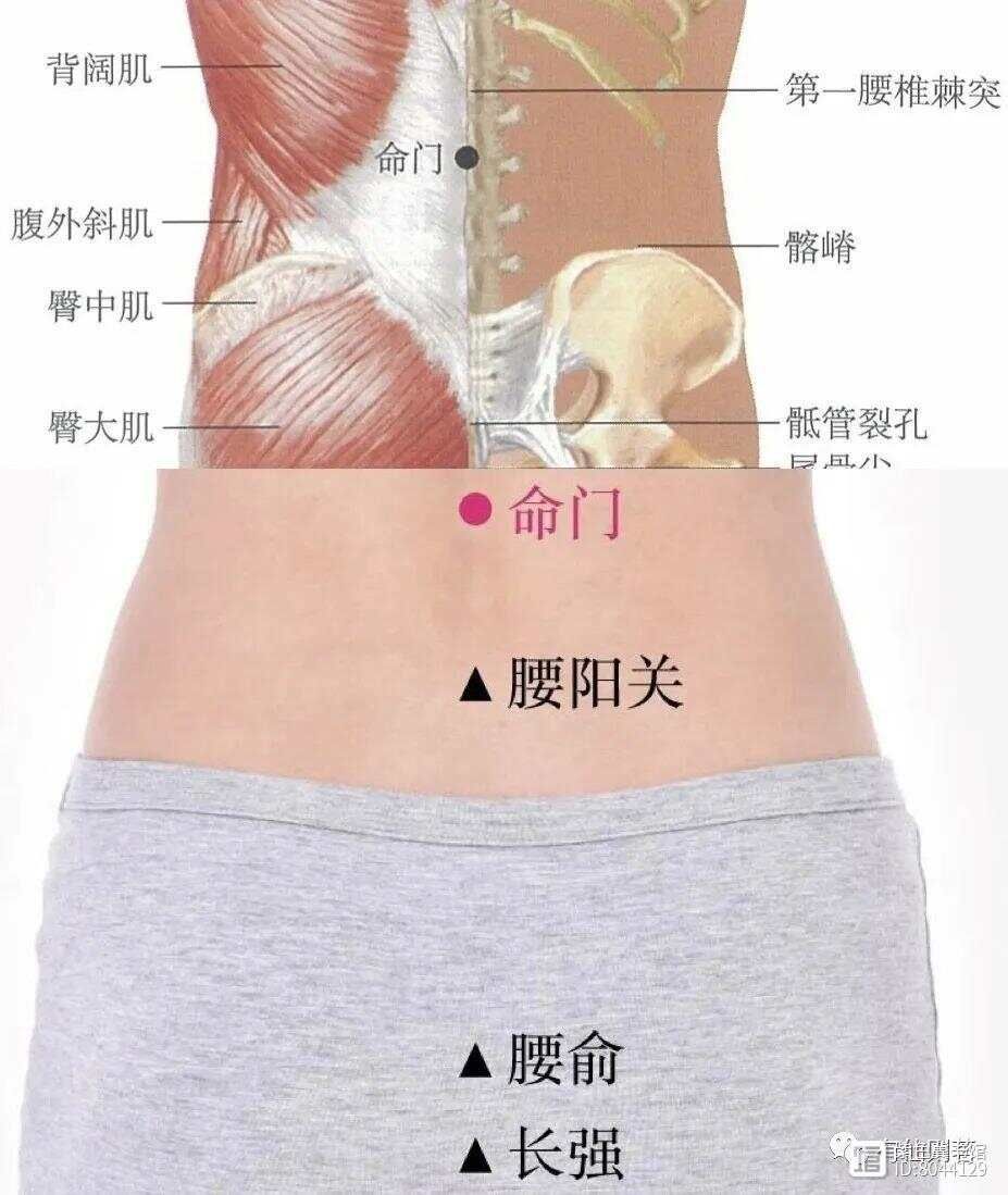 督脉西医叫什么_督脉别络的分布_