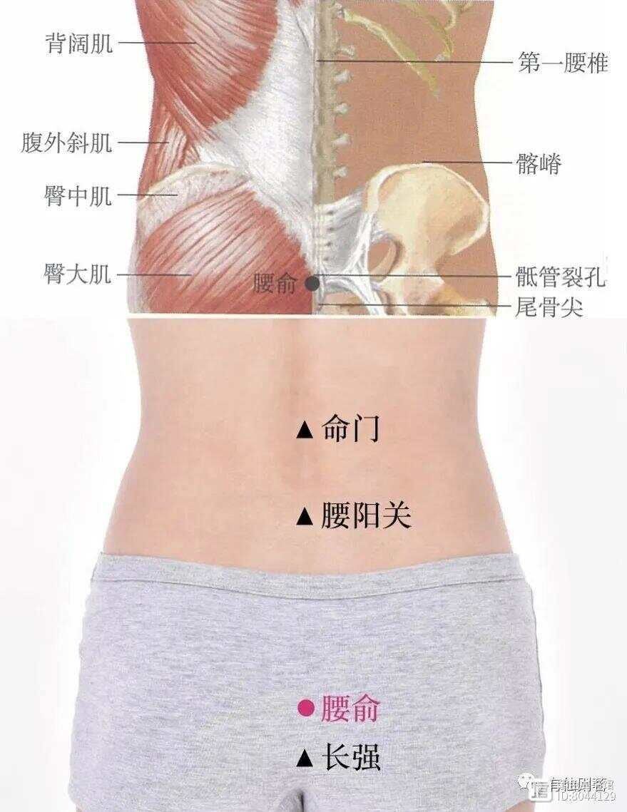 _督脉别络的分布_督脉西医叫什么