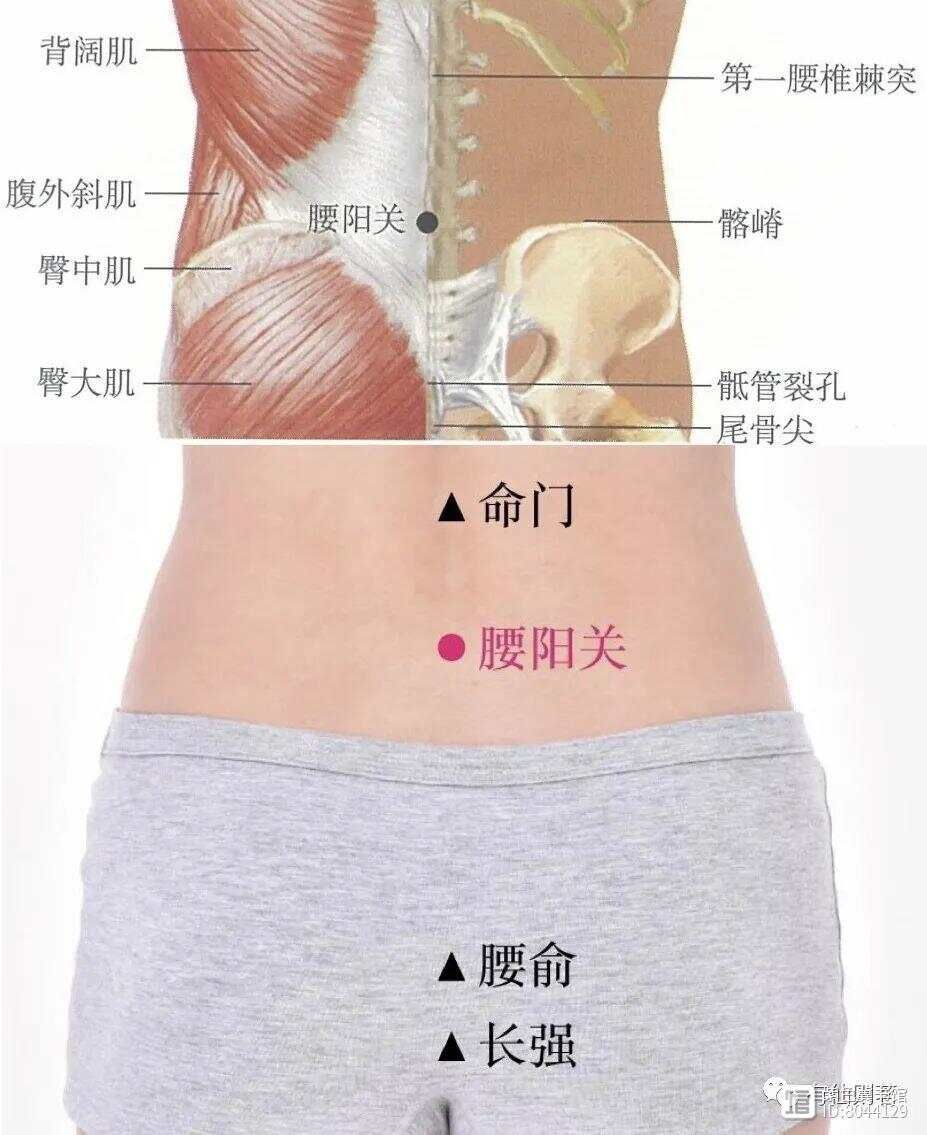 _督脉西医叫什么_督脉别络的分布
