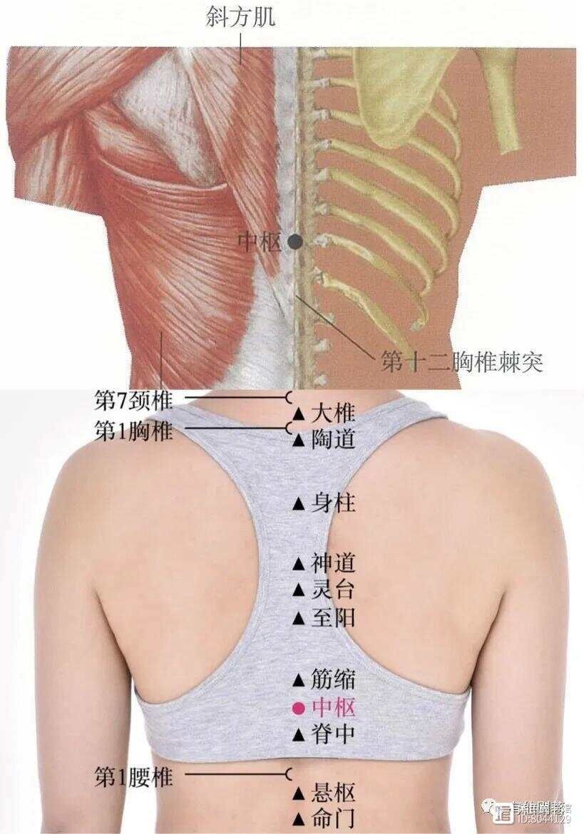 督脉别络的分布__督脉西医叫什么