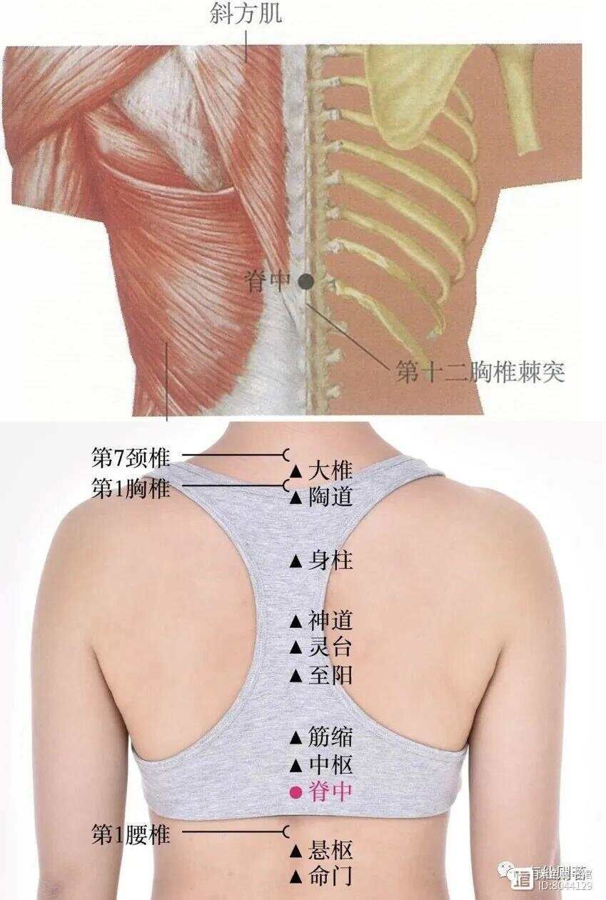 督脉别络的分布_督脉西医叫什么_