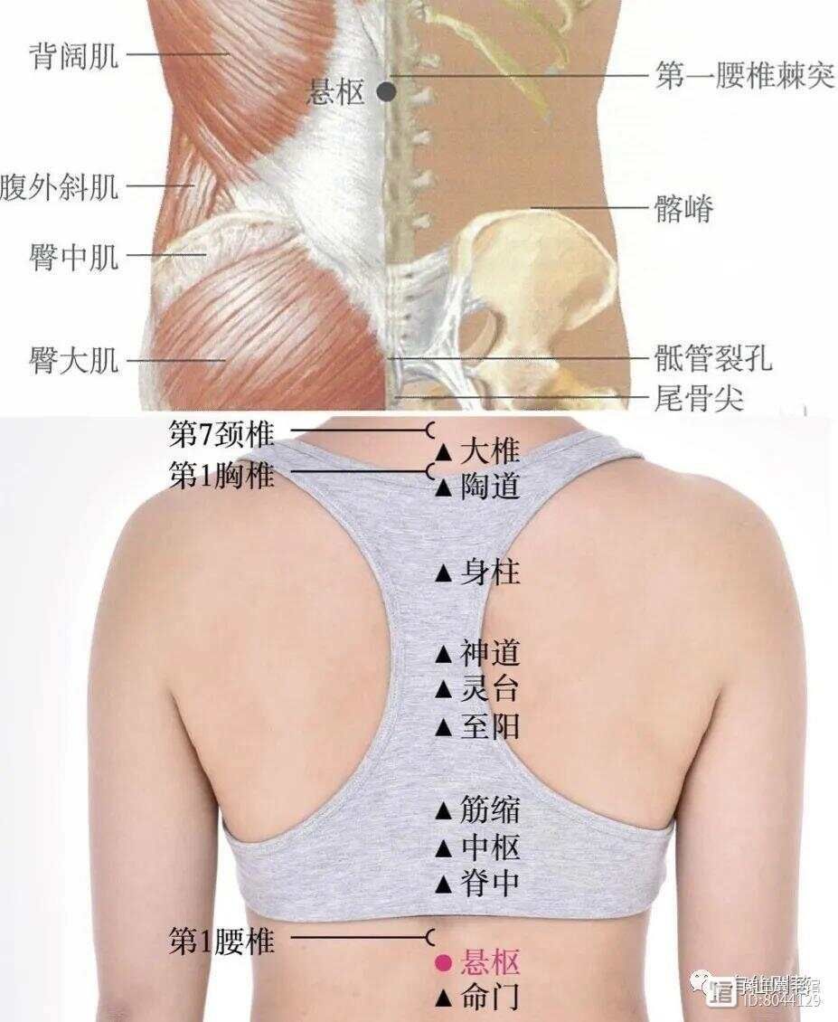 督脉别络的分布__督脉西医叫什么