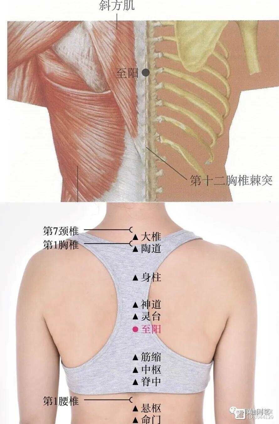 督脉西医叫什么__督脉别络的分布