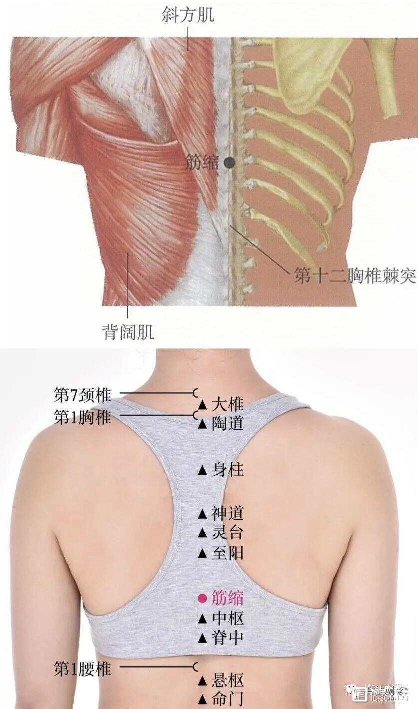 _督脉西医叫什么_督脉别络的分布