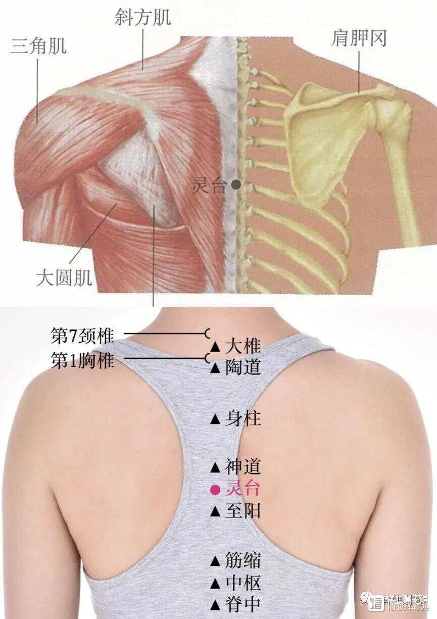 督脉别络的分布__督脉西医叫什么