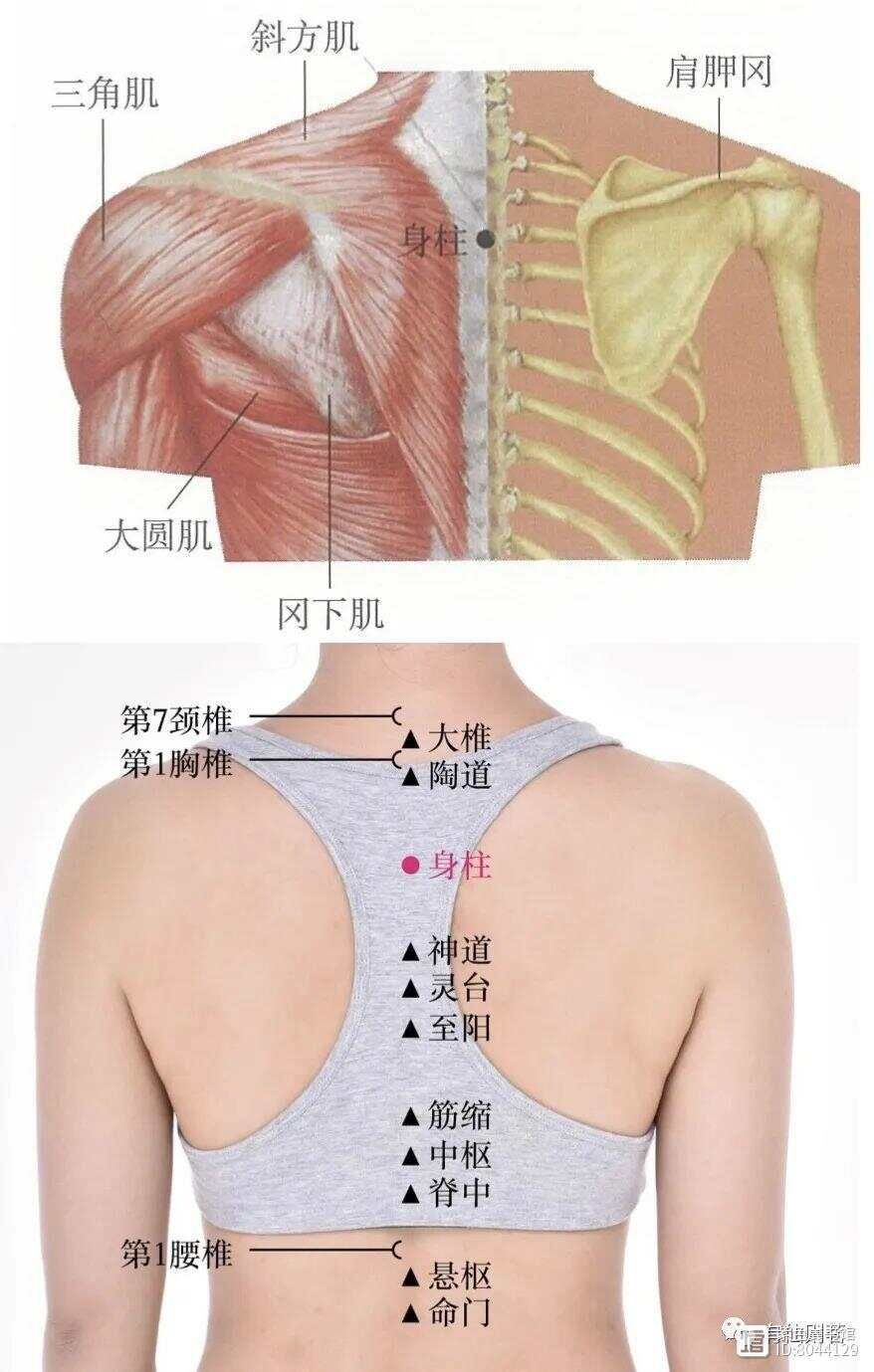 督脉别络的分布__督脉西医叫什么