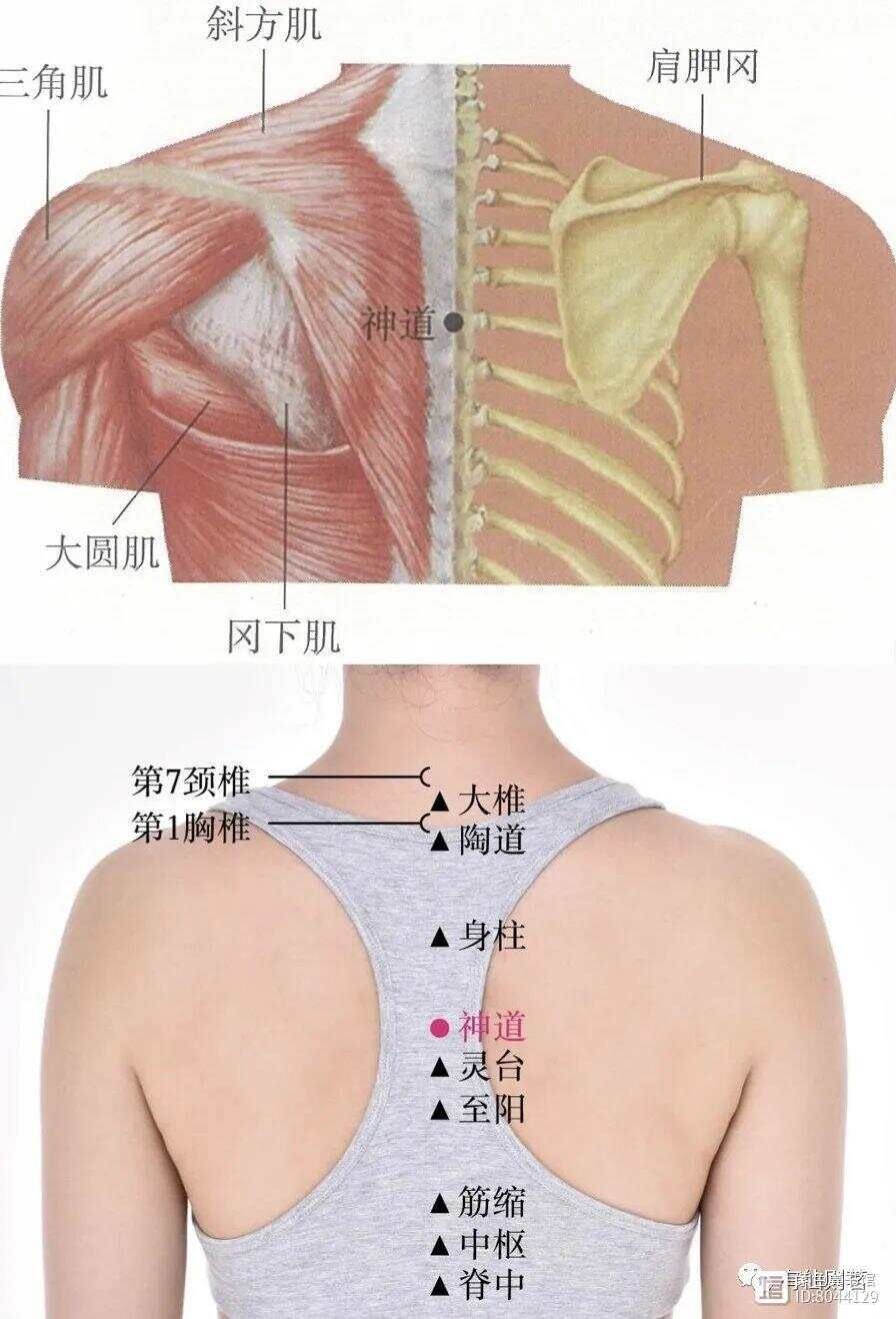 督脉西医叫什么_督脉别络的分布_