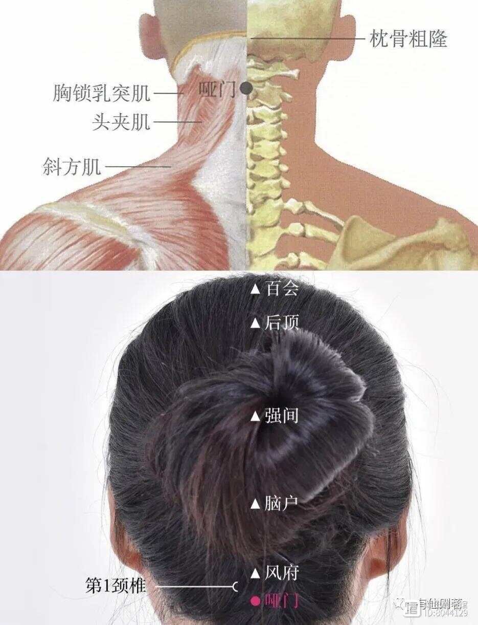 督脉西医叫什么_督脉别络的分布_